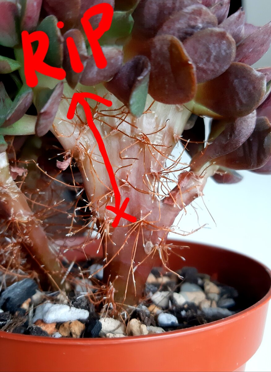 Схематично пыталась показать