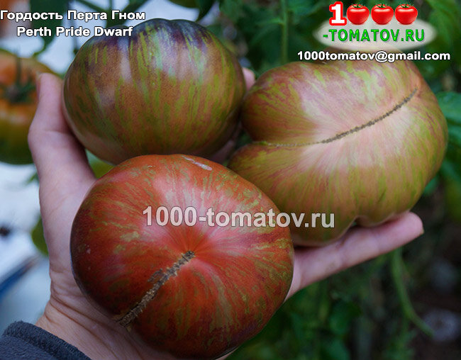 Томат Гном Гордость Перта  Dwarf Perth  Pride фото 2