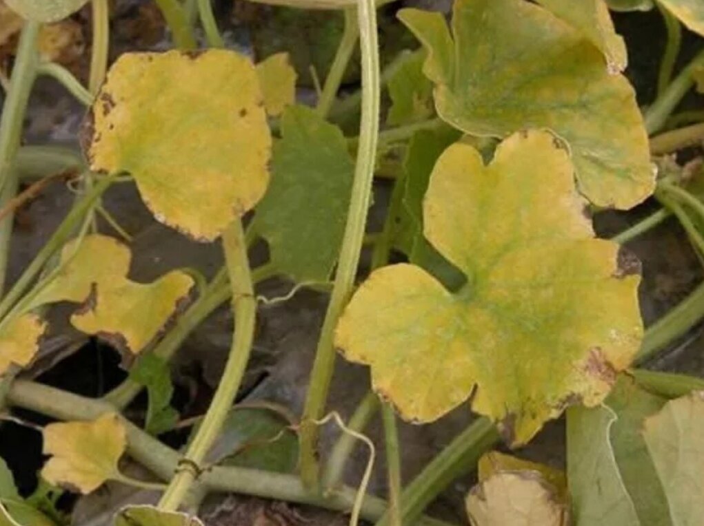 Трахеомикозное увядание огурца. Корневая гниль фузариоз. Пероноспороз огурцов. Фузариозное увядание огурцов. Фузариоз огурца чем лечить.