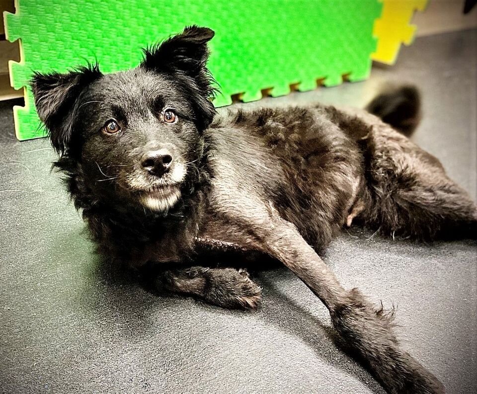 Это Мика после операции