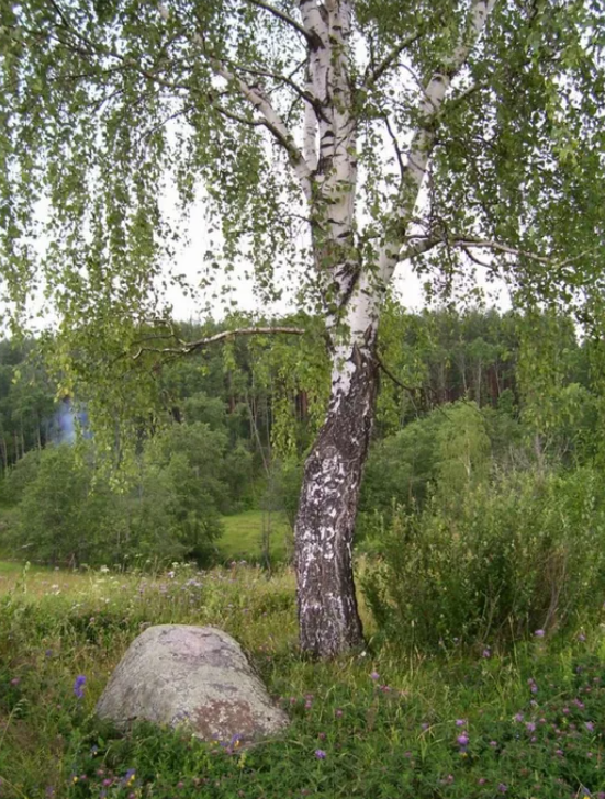 Возле березы. Береза бородавчатая Обелиск (Obelisk). Под березой. Береза над могилой. Под березкой.