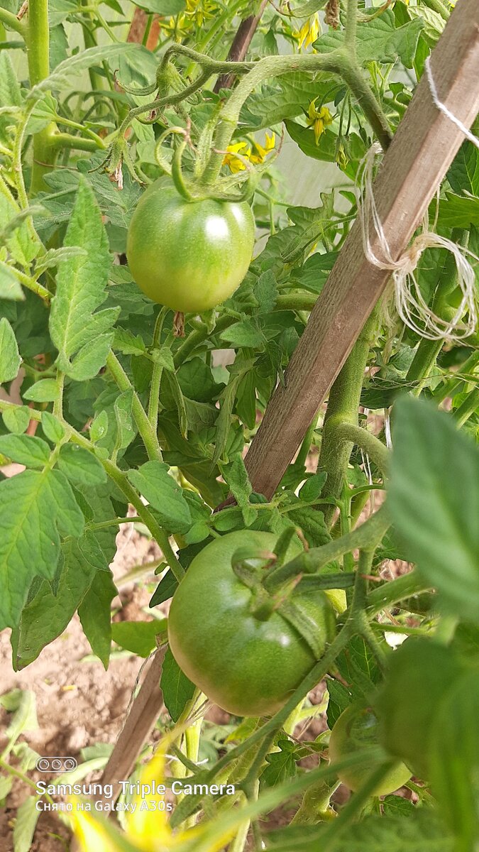 Фото автора .