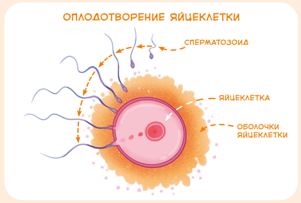 Сперматогенез: как и где образуется сперма?