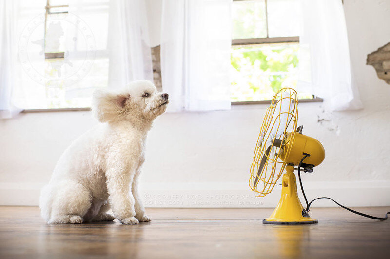 источник фото: https://cdn.fishki.net/upload/post/2017/01/29/2204648/tn/blow-the-whimsical-and-artistic-photo-series-from-scruffy-dog-photography-that-explores-the-fun-interactions-of-dogs-with-fans-5889abeaadfc6--880.jpg