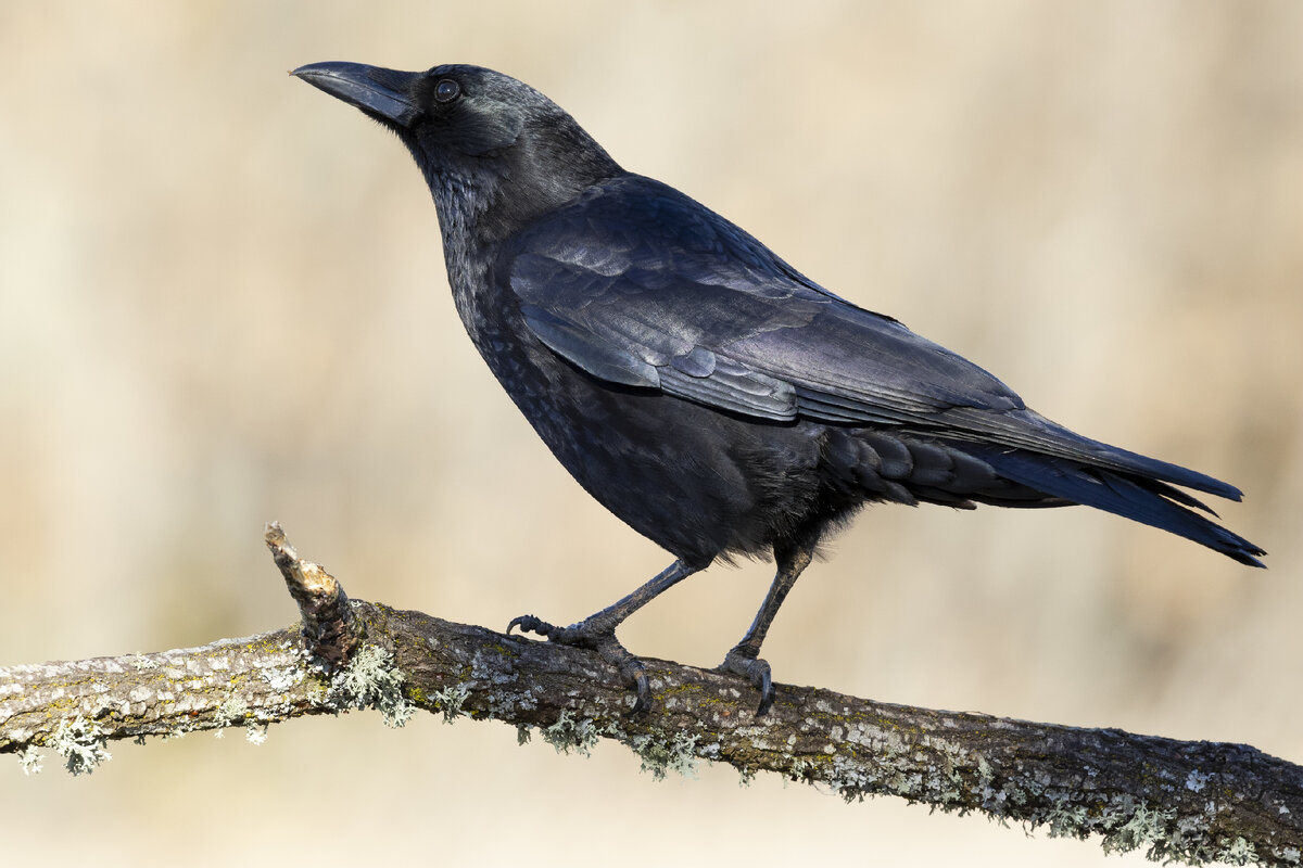 https://ru.freepik.com/free-photo/black-carrion-crow-sitting-on-a-branch_14890724.htm