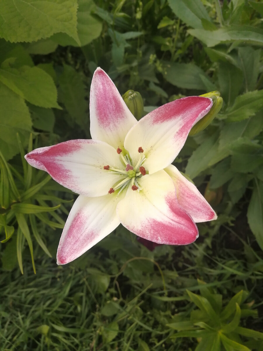 Расцвела сегодня первая моя лилия. 