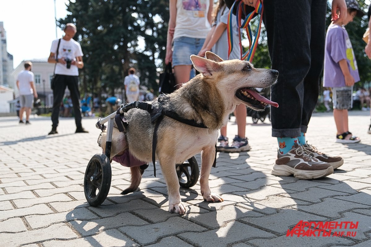    Известно, что в акции примут участие приюты для собак.