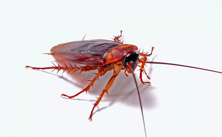Виды тараканов и среда их обитания | ECO-SAVE | Дзен