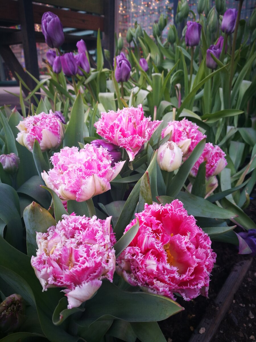 Такие тюльпаны станут украшением любой клумбы