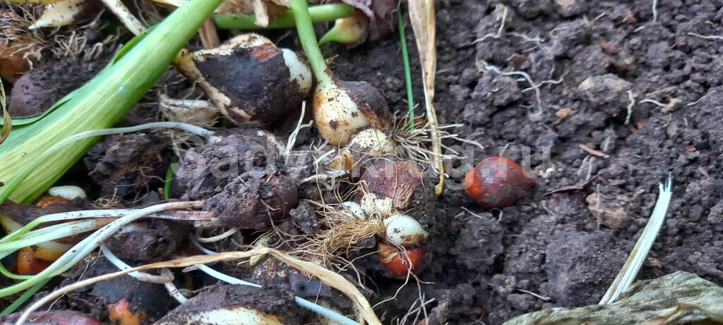 Выкопанные луковицы тюльпанов