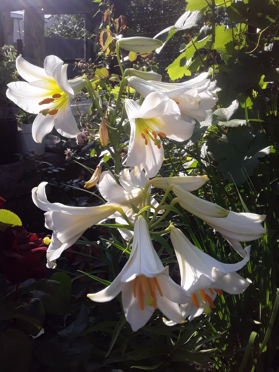 Лилия трубчатая, сорт Regale Album