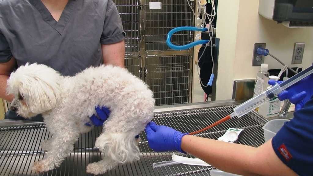 Запор у собак - симптомы, диагностика, лечение - Сеть Ветеринарных Центров 