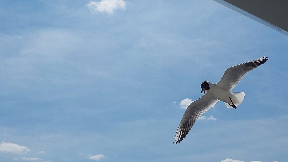     Новая вспышка птичьего гриппа зафиксирована в Нижегородской области. Очаг нашли в Дзержинске.