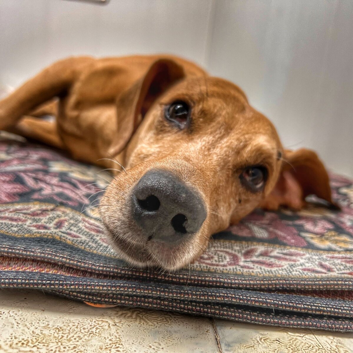 Марсель умер от многочисленных травм, его избил хозяин...