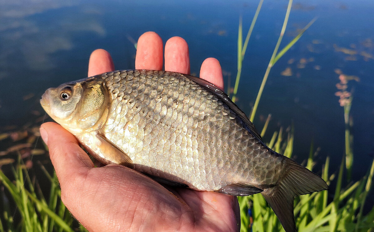 Одичавший карпик. Интересный водоем | Max Fishing | Дзен