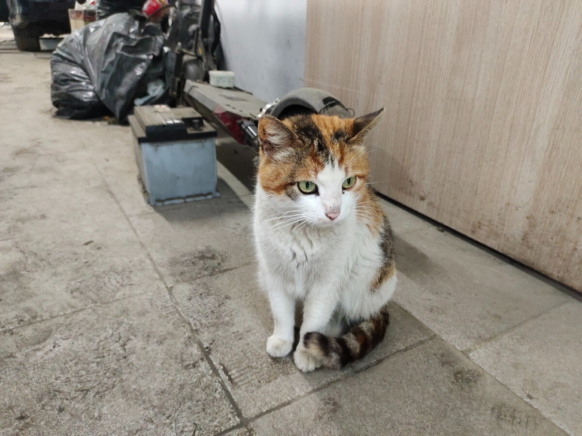 зелёные глаза и хвост в полоску