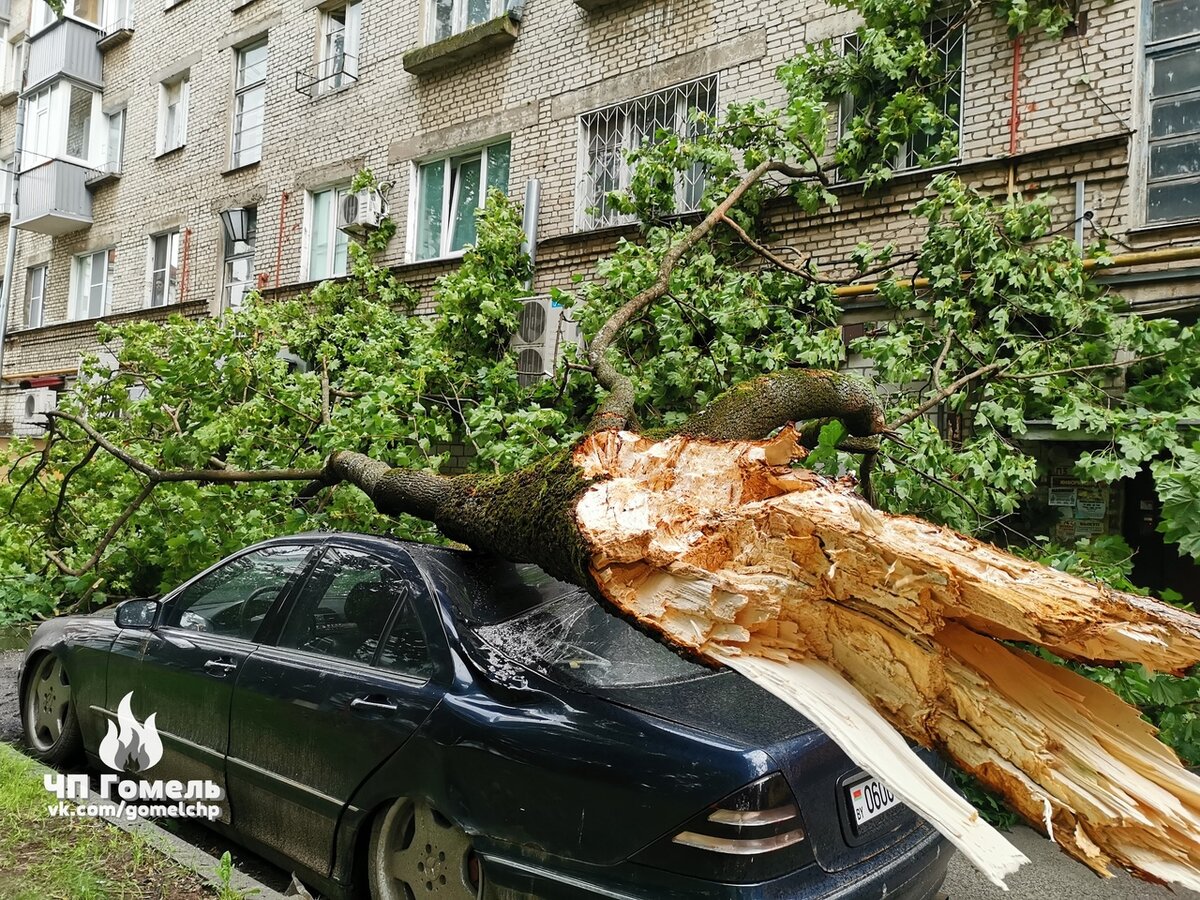 Дерево гомель. Упавшее дерево. Сильный ветер деревья. Дерево. Дерево упало и выбило оконные рамы.