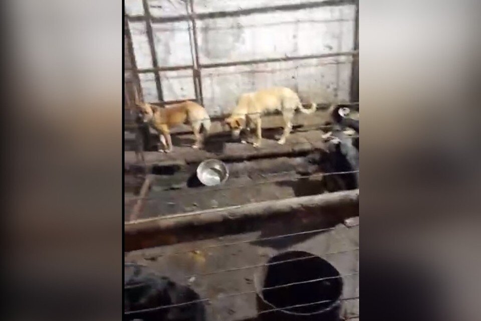    Собаки живут в грязи, в своих экскрементах, без еды и воды, нападают друг на друга. Фото: скриншот видео Татьяны Романовой