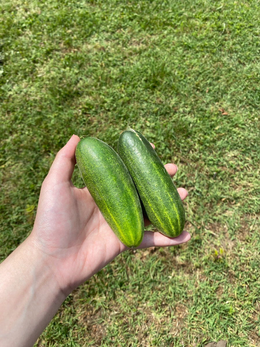 очень быстро становятся пузатыми