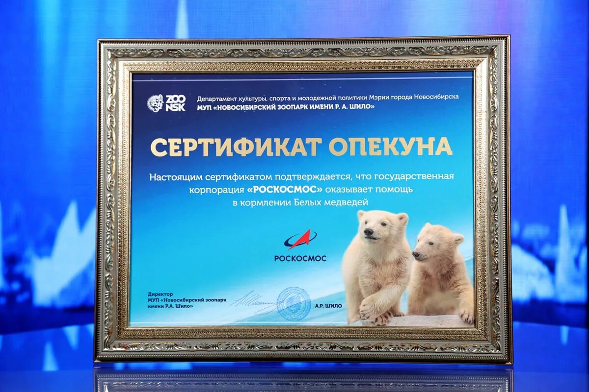 белый медвежонок в новосибирском зоопарке
