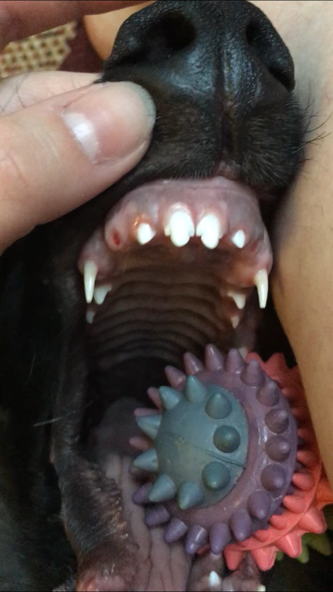 Новенькие резцы, только сменившиеся. На примере моей собаки. Тут ему почти 4 месяца.