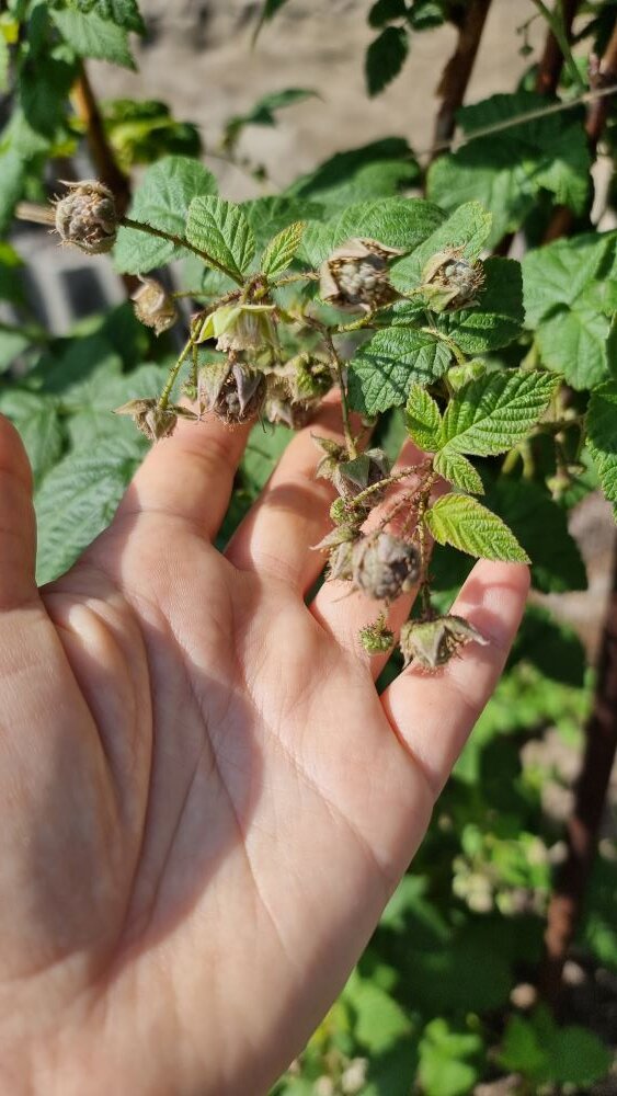 нехватка азота - мелкие и жёлтоватые листочки