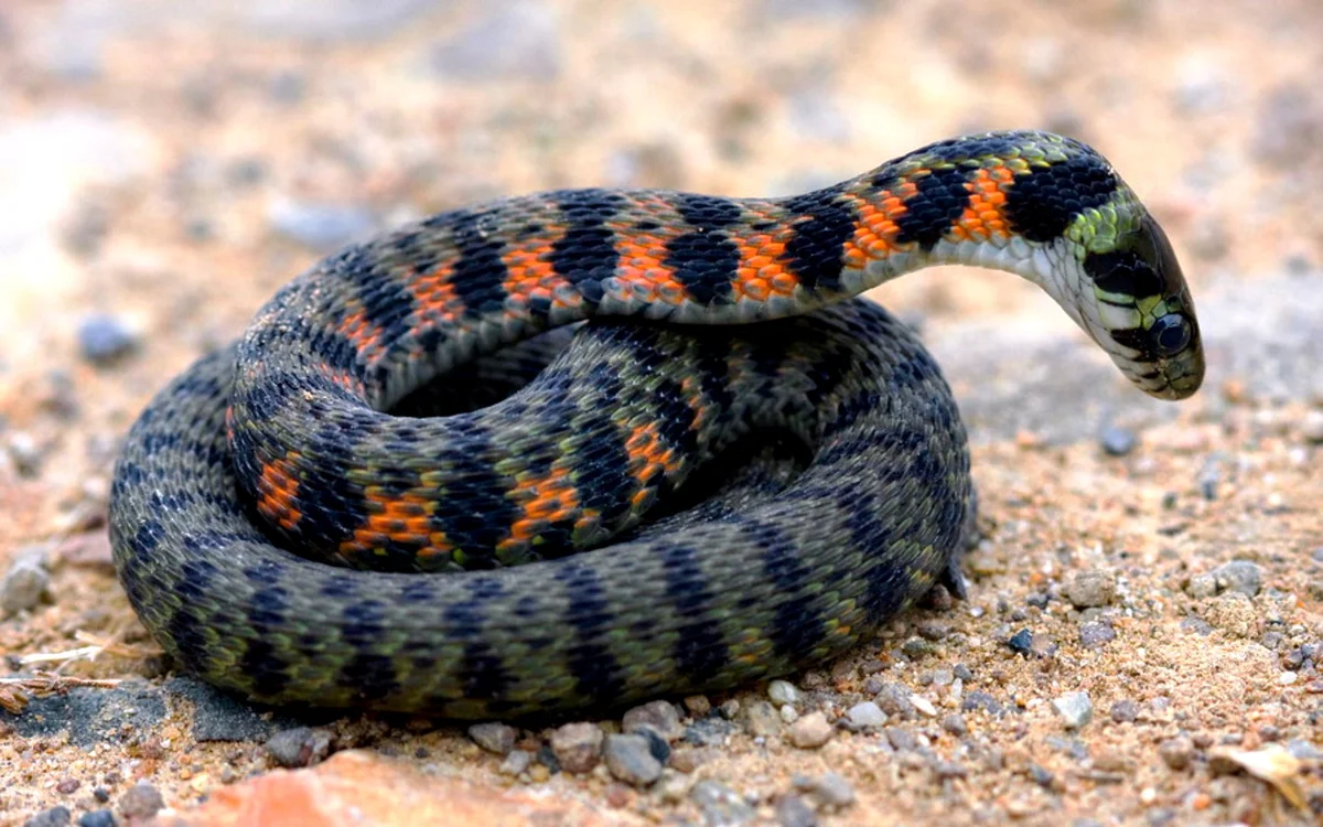 Тигровый уж. Вполне типичная раскраска, хотя под ярким солнцем он будет выглядеть еще наряднее...