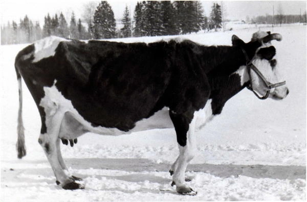 Знаменитая рекордистка, корова Вена Ярославской породы 