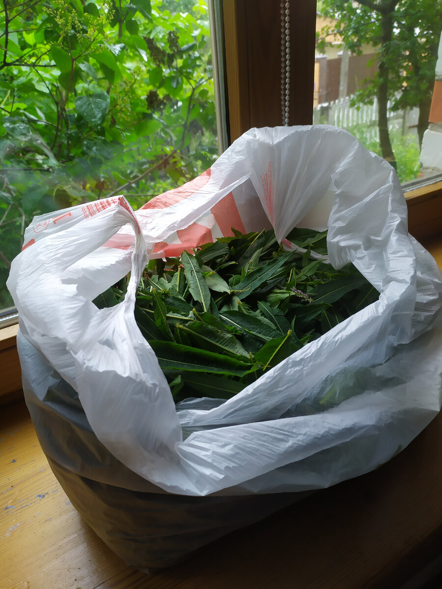 Второй сбор листьев кипрея узколистного