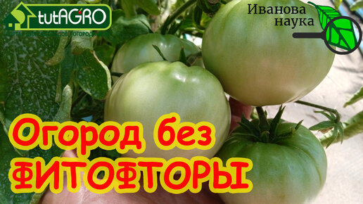 ВОТ ПОЧЕМУ У МЕНЯ В ОГОРОДЕ НЕТ ФИТОФТОРЫ! Когда обрабатывать томаты от фитофтороза в 2023 году?