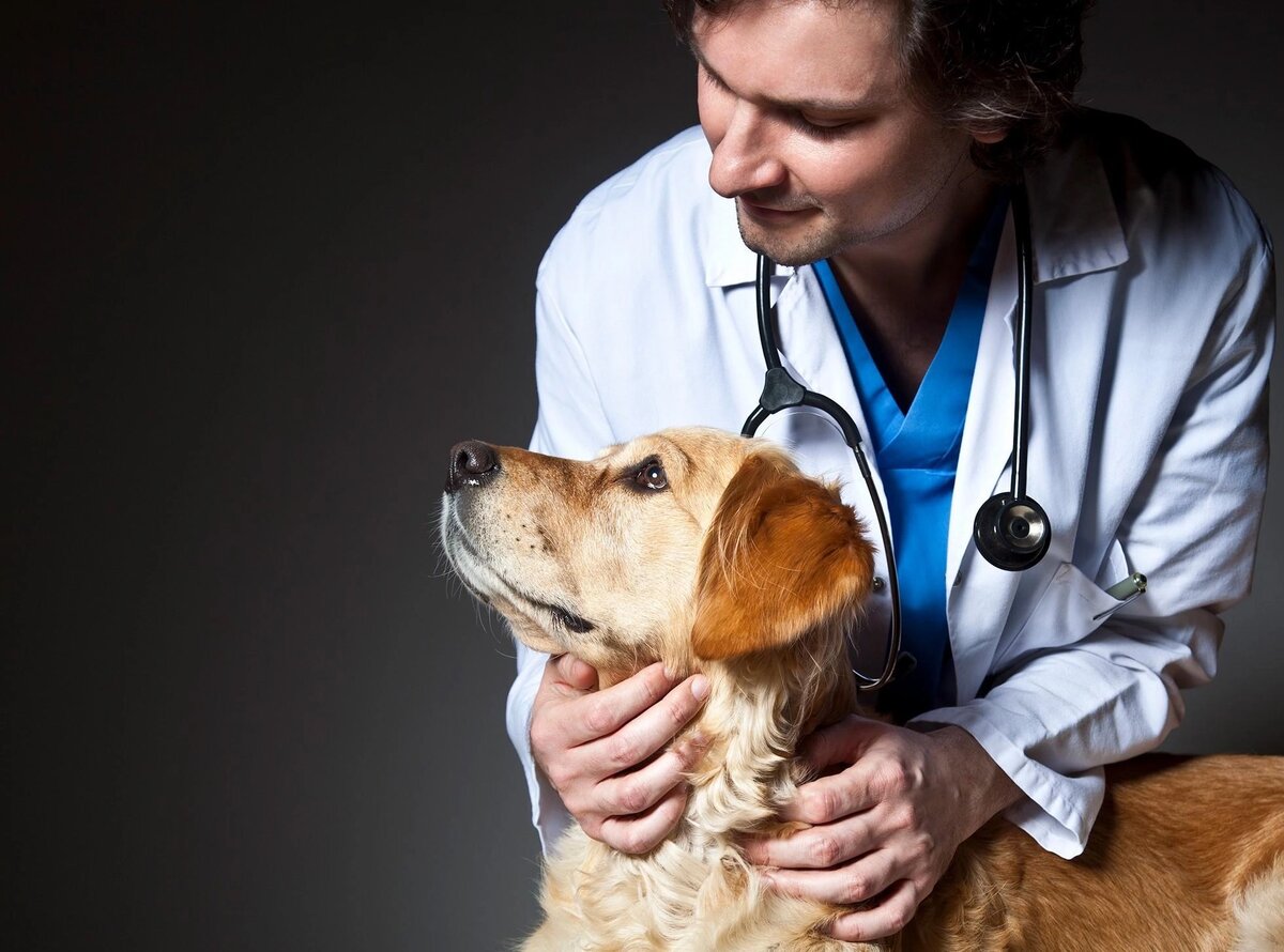 ветеринар с собакой. карьера ветеринара. материалы ветеринара. животные у ветеринара. ветеринар.