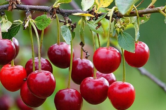 Была в моей жизни встреча и с еще одной Вишней...)))) но это уже совсем другая история))))