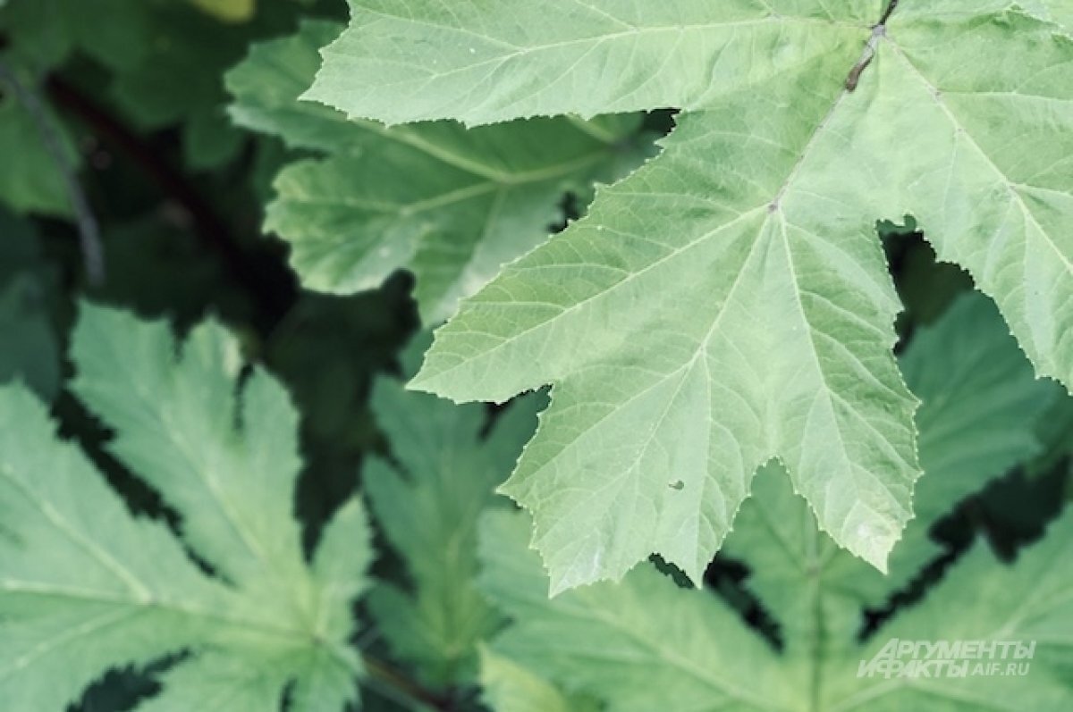    В Челябинск попал ядовитый сорняк - борщевик Сосновского