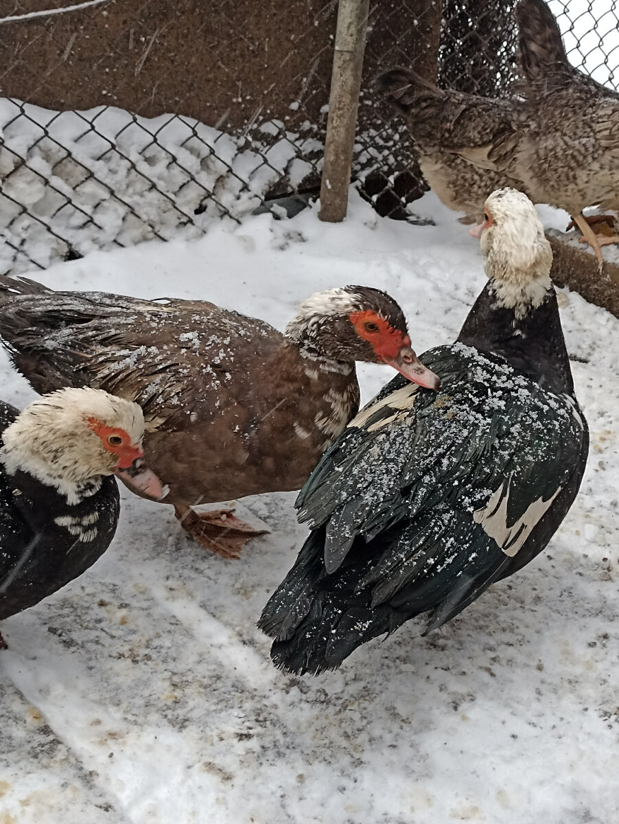 Вот они, зимой. 