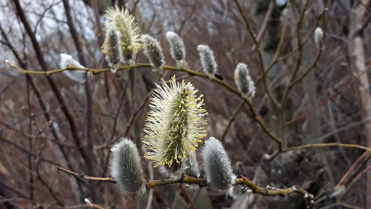    Верба© Globallookpress