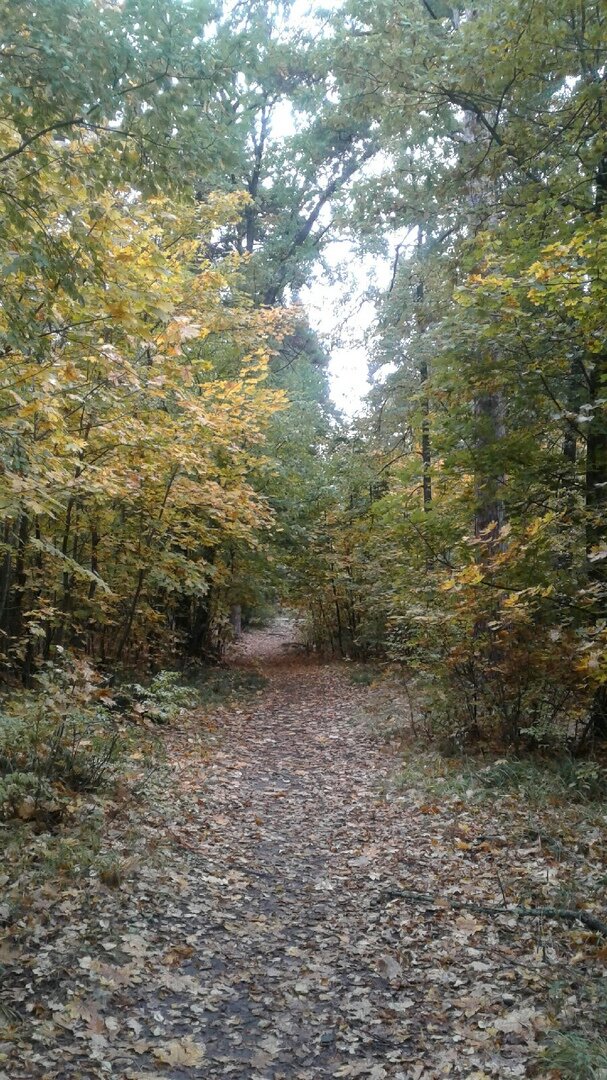 25.09.2022. Дорога на трассу. Фото не передаст, как мягко падали-кружились жёлтые листочки...