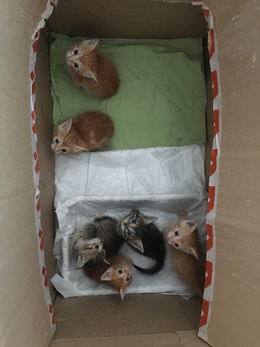 В ожидании добрых рук