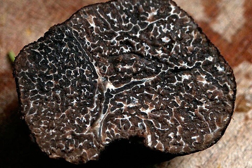     Трюфели считаются самыми дорогими грибами в мире. Фотоиллюстрация: littlebg.com