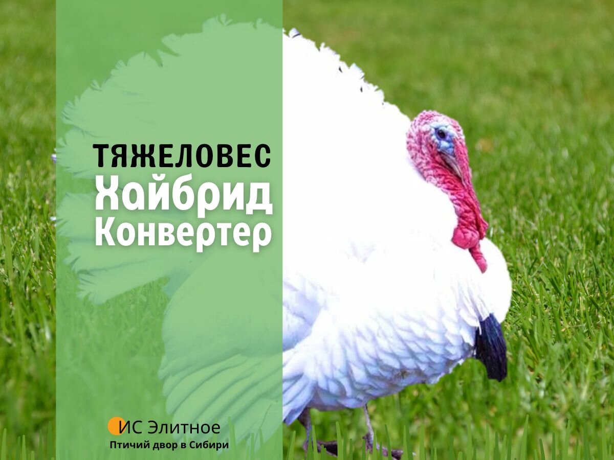 Тяжёлый кросс индюков Hybrid Converter