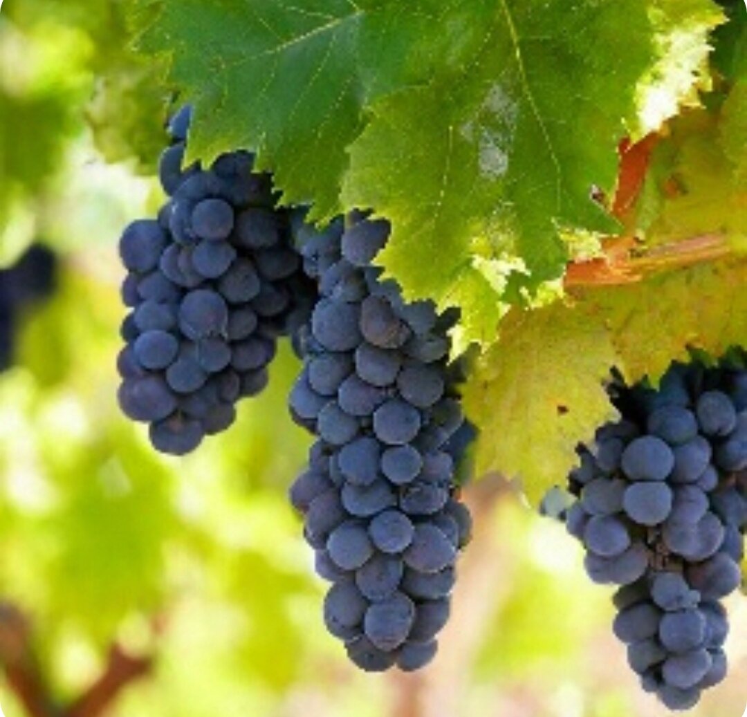 Грозди винограда