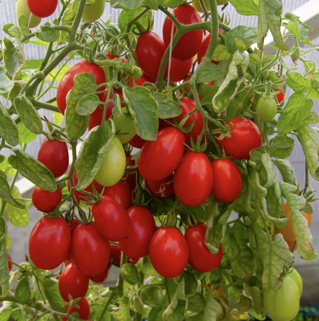 Вот люблю красивые томаты