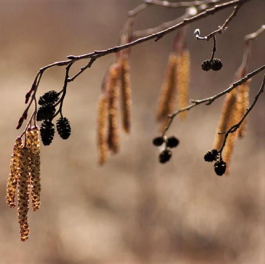   Фото: пресс-служба Комитета лесного хозяйства Московской области
