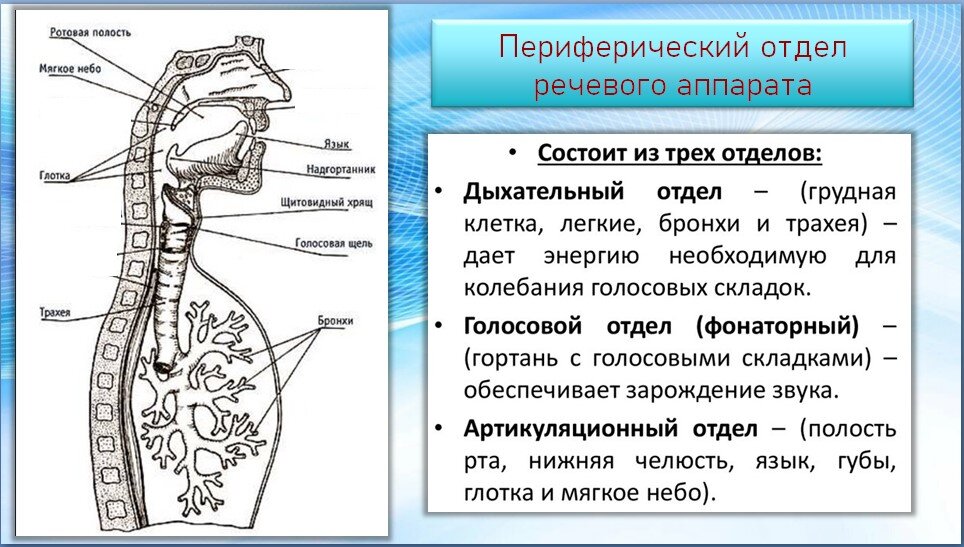 Стертая дизартрия