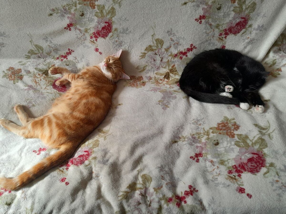 Тетя Вася, давай спать