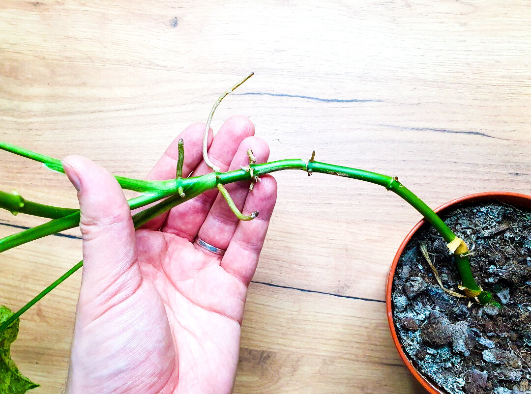 А вот такой его "образ жизни" мне не нравится...