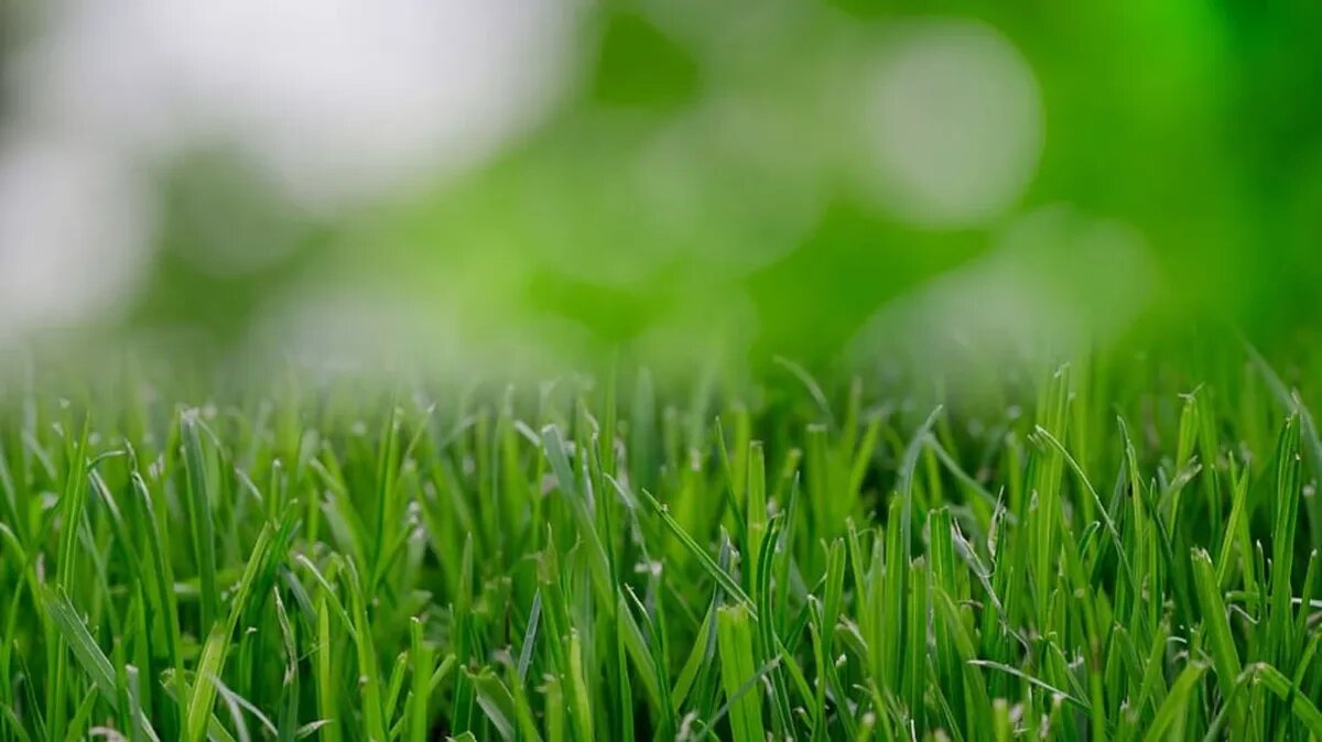 Свежая зелень находится в храме, ее можно засушивать и хранить дома. Фото: www.piqsels.com