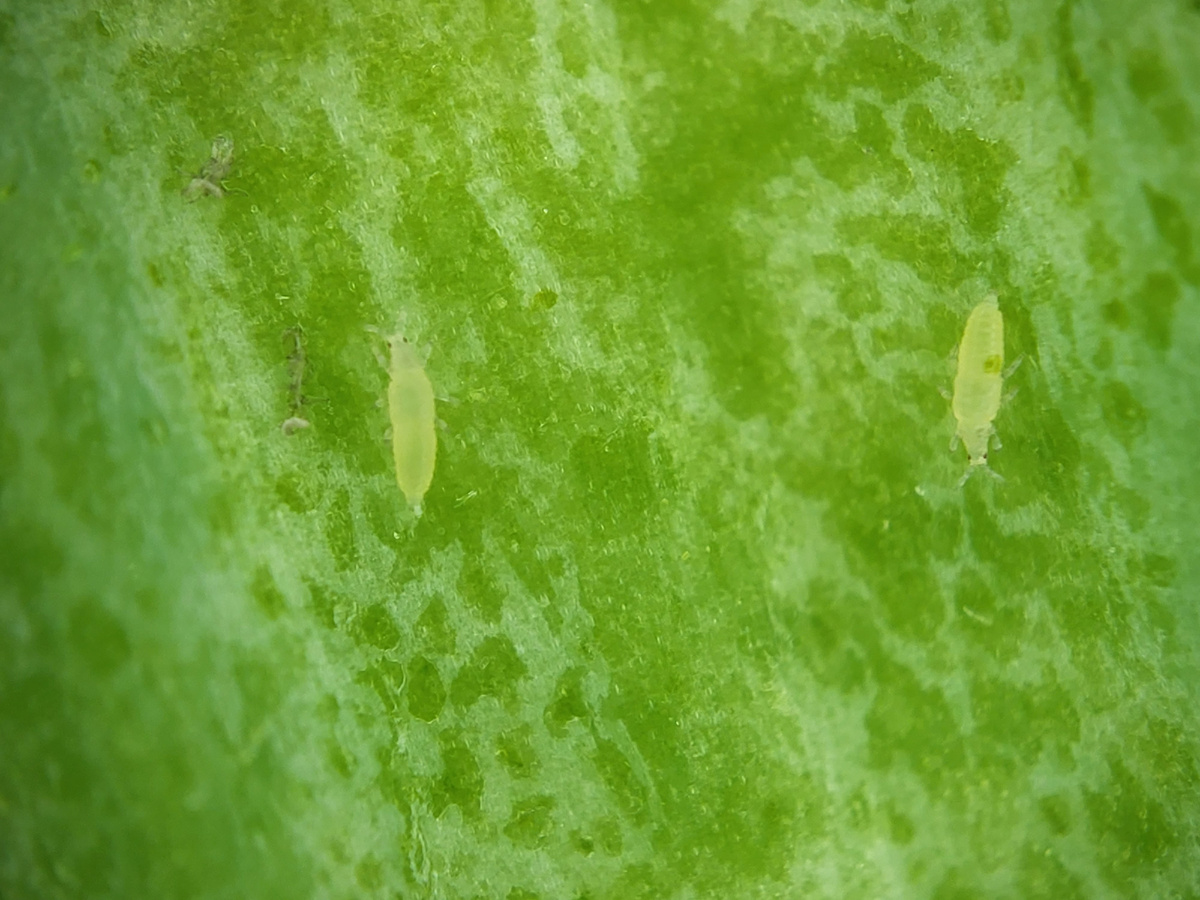 Тут их толпы...