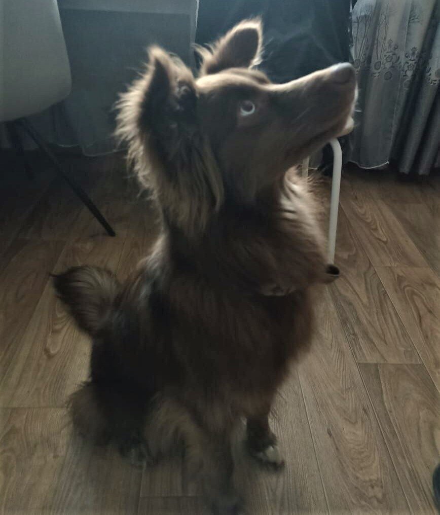    Фото: управление ветеринарии Амурской области