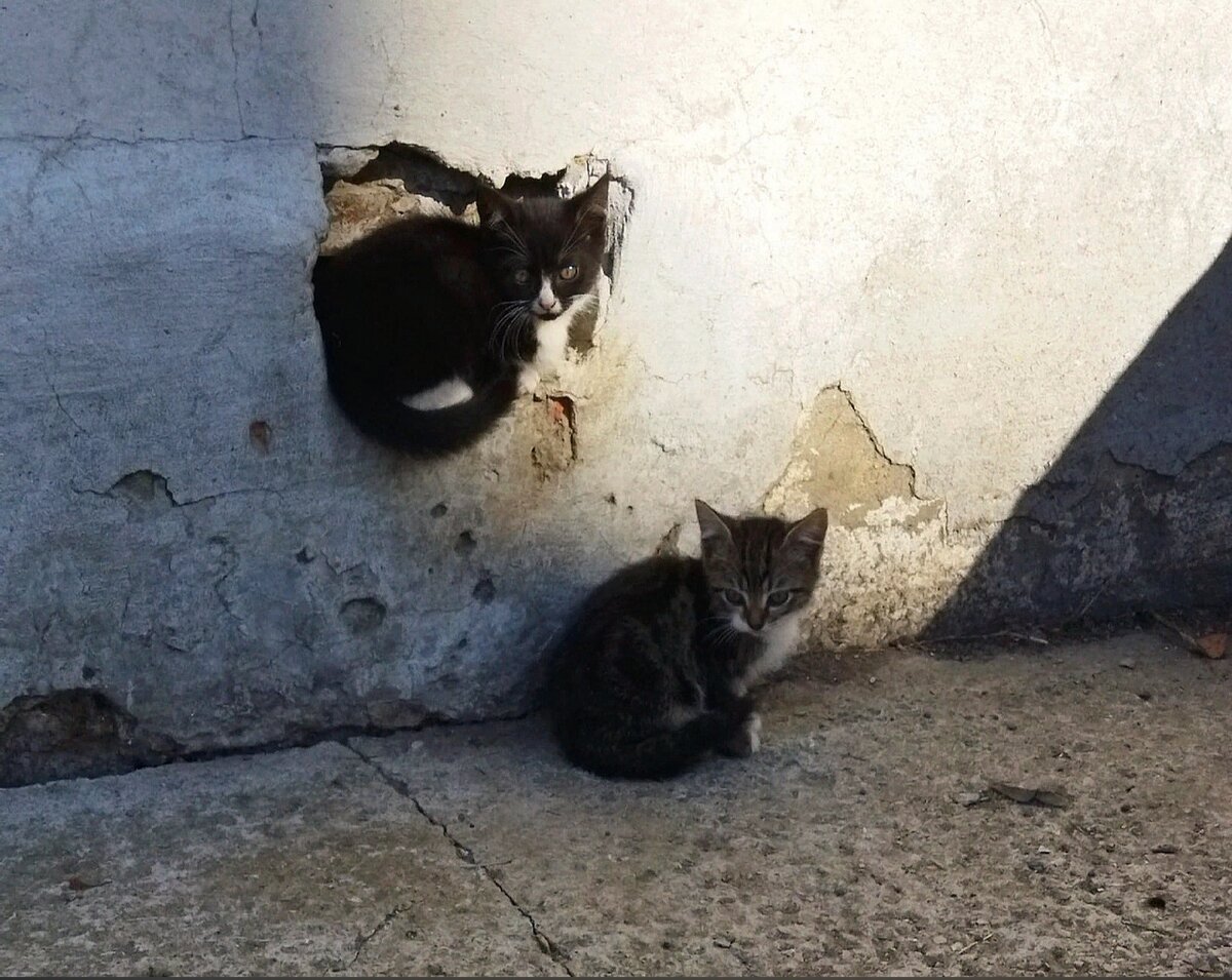 Котятам повезло. Их заметила добрая женщина и решила им помочь.