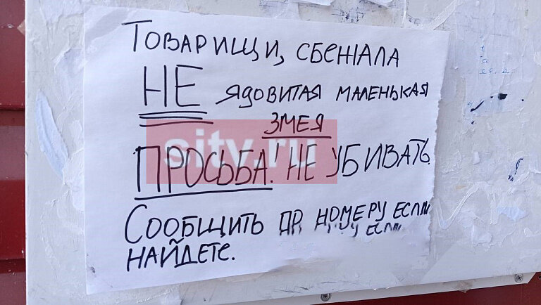    Жильцов многоквартирного дома в Сургуте напугала сбежавшая змея